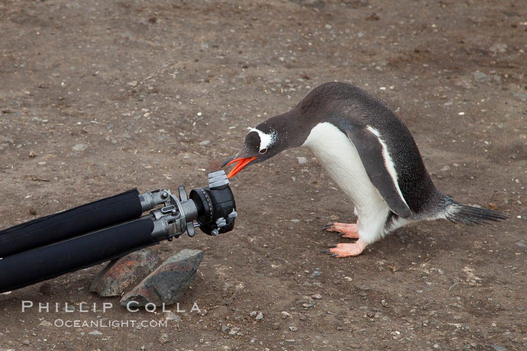 Gentoo penguin inspects camera tripod. Livingston Island, Antarctic Peninsula, Antarctica, Pygoscelis papua, natural history stock photograph, photo id 25948