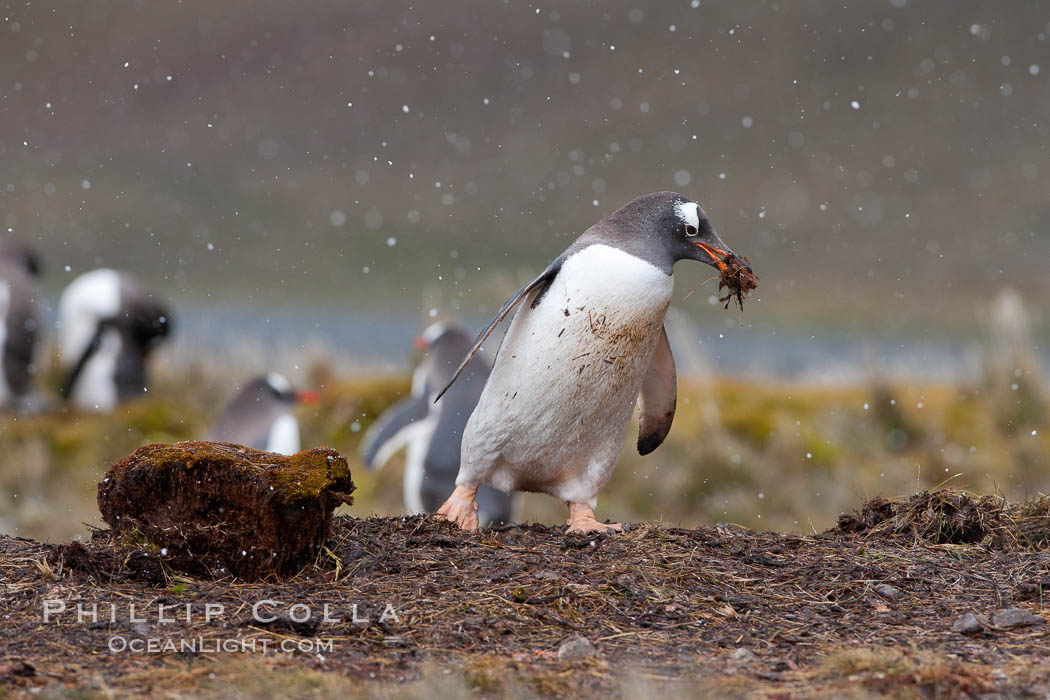 Gentoo penguin stealing nesting material, moving it from one nest to another. Godthul, South Georgia Island, Pygoscelis papua, natural history stock photograph, photo id 24719