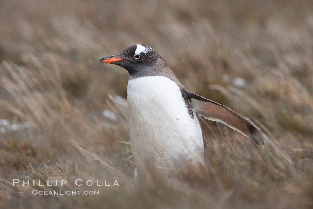 Gentoo penguin walking through tall grass. Godthul, South Georgia Island, Pygoscelis papua, natural history stock photograph, photo id 24747