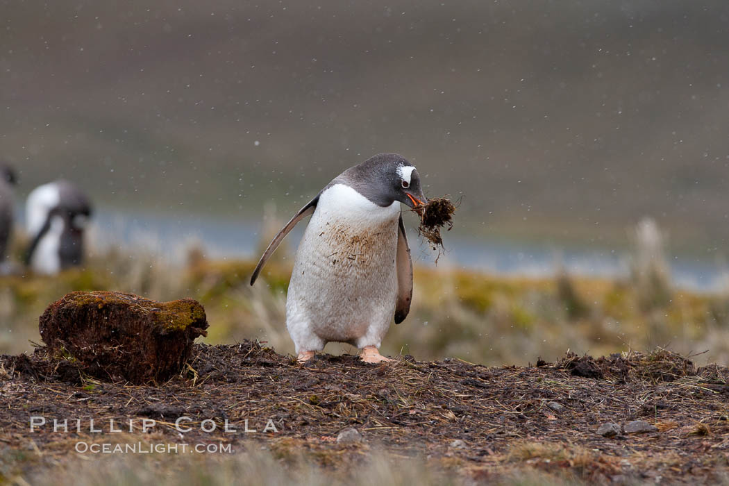 Gentoo penguin stealing nesting material, moving it from one nest to another. Godthul, South Georgia Island, Pygoscelis papua, natural history stock photograph, photo id 24751