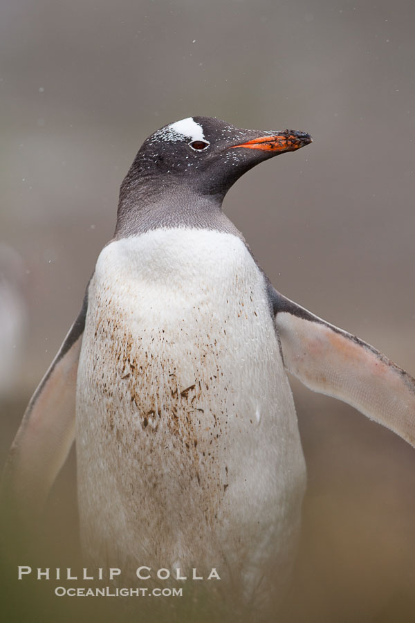 Gentoo penguin, walking through tall grass, snow falling., Pygoscelis papua, natural history stock photograph, photo id 24755