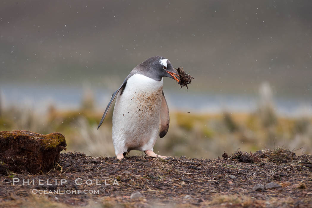 Gentoo penguin stealing nesting material, moving it from one nest (hidden behind the clump on the left) to its nest on the right.  Snow falling. Godthul, South Georgia Island, Pygoscelis papua, natural history stock photograph, photo id 24721