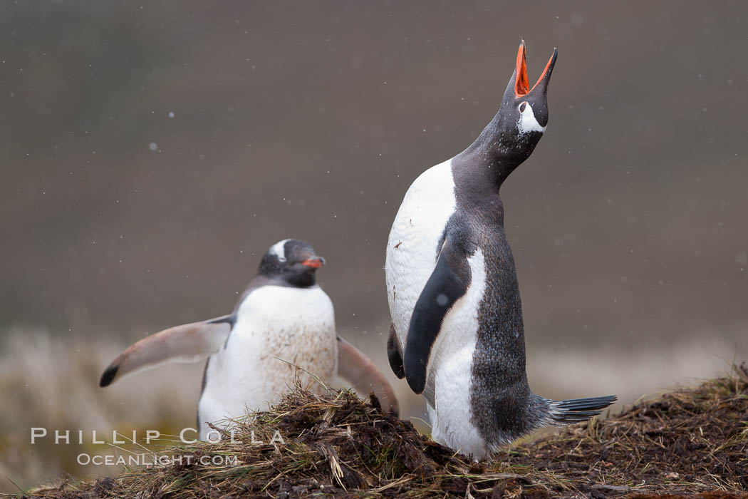 Gentoo penguin, calling, head raised, on the nest, snow falling. Godthul, South Georgia Island, Pygoscelis papua, natural history stock photograph, photo id 24702