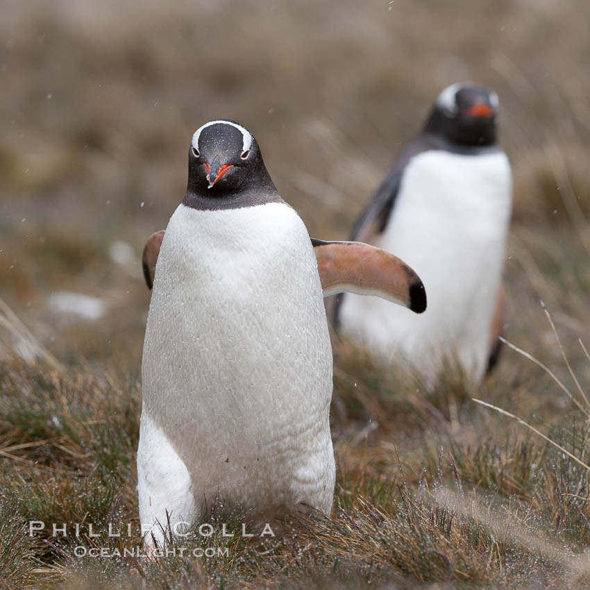 Gentoo penguin walking through tall grass. Godthul, South Georgia Island, Pygoscelis papua, natural history stock photograph, photo id 24700