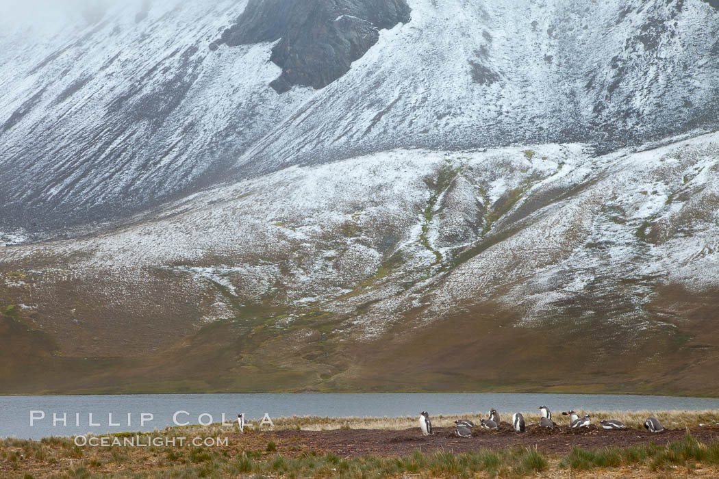 Gentoo penguins nesting beside a lake, snow-covered South Georgia mountains in the background. Godthul, South Georgia Island, Pygoscelis papua, natural history stock photograph, photo id 24691