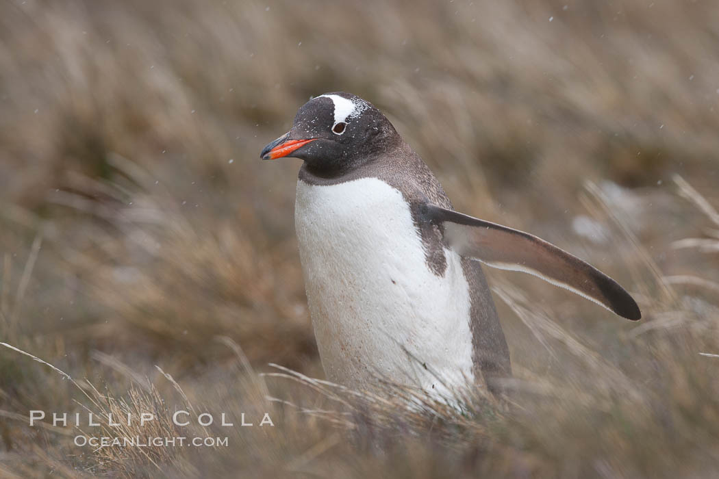 Gentoo penguin walking through tall grass. Godthul, South Georgia Island, Pygoscelis papua, natural history stock photograph, photo id 24701