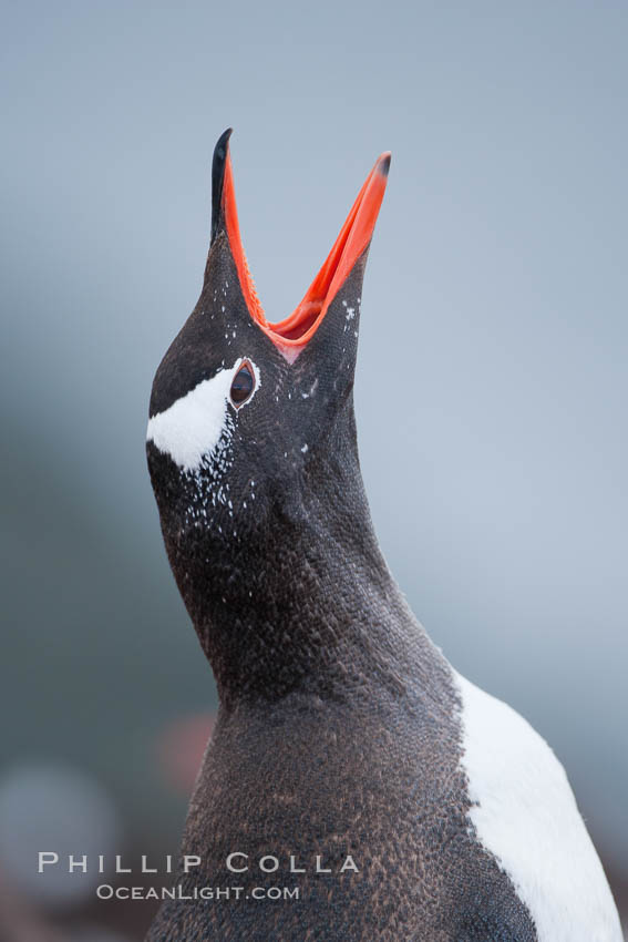 Gentoo penguin vocalizing, calling. Cuverville Island, Antarctic Peninsula, Antarctica, Pygoscelis papua, natural history stock photograph, photo id 25496
