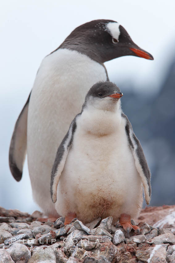 Gentoo penguins, adult and chick, on the nest. Peterman Island, Antarctic Peninsula, Antarctica, Pygoscelis papua, natural history stock photograph, photo id 25618