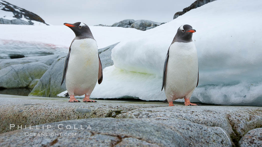 Gentoo penguins, Peterman Island, Antarctica. Antarctic Peninsula, Pygoscelis papua, natural history stock photograph, photo id 25638