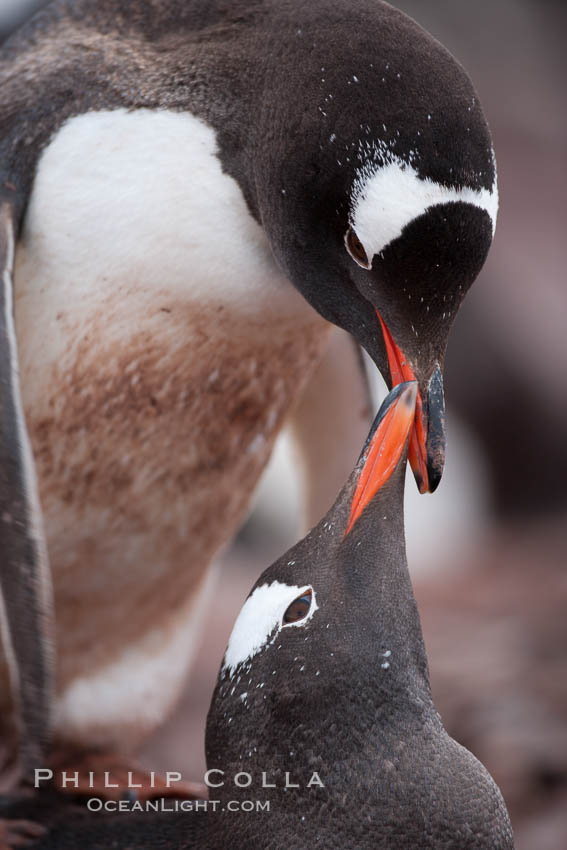 Gentoo penguins, two adults displaying courting or nurturing behavior in a mated pair. Cuverville Island, Antarctic Peninsula, Antarctica, Pygoscelis papua, natural history stock photograph, photo id 25511