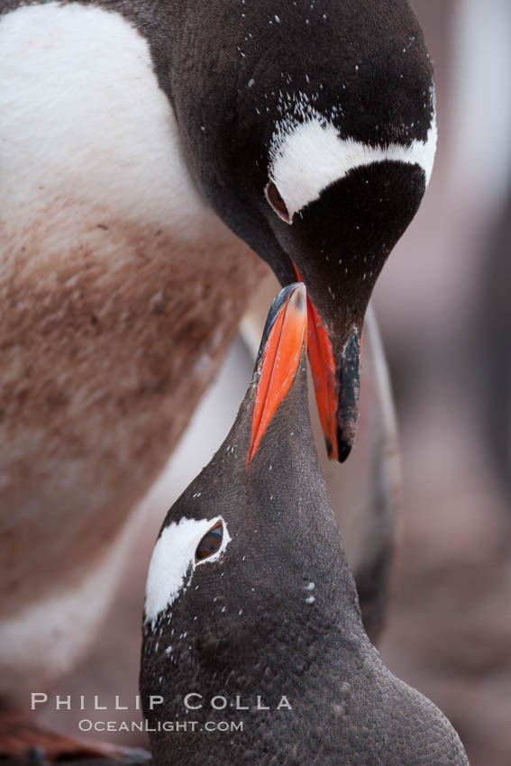 Gentoo penguins, two adults displaying courting or nurturing behavior in a mated pair. Cuverville Island, Antarctic Peninsula, Antarctica, Pygoscelis papua, natural history stock photograph, photo id 25547