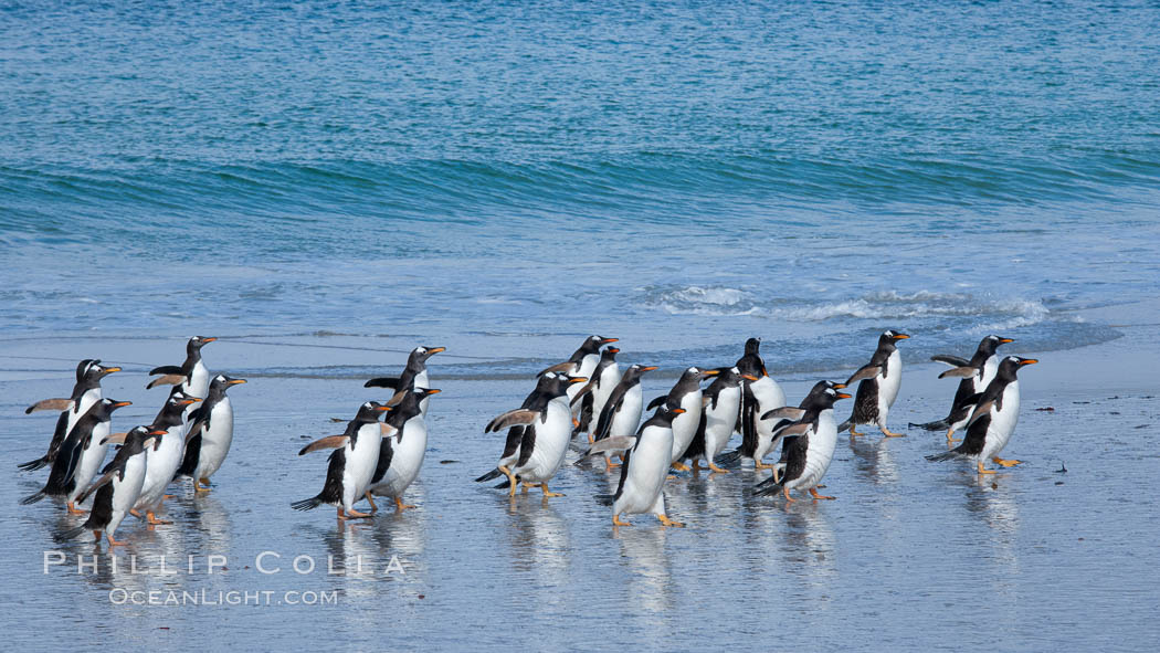 Gentoo penguins coming ashore, after foraging at sea, walking through ocean water as it wades onto a sand beach.  Adult gentoo penguins grow to be 30" and 19lb in size.  They feed on fish and crustaceans.  Gentoo penguins reside in colonies well inland from the ocean, often formed of a circular collection of stones gathered by the penguins. New Island, Falkland Islands, United Kingdom, Pygoscelis papua, natural history stock photograph, photo id 23833