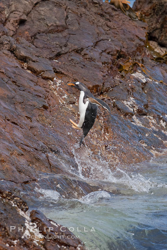 Gentoo penguins leap ashore, onto slippery rocks as they emerge from the ocean after foraging at sea for food. Steeple Jason Island, Falkland Islands, United Kingdom, Pygoscelis papua, natural history stock photograph, photo id 24074