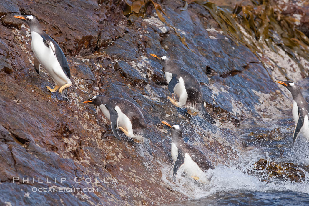 Gentoo penguins leap ashore, onto slippery rocks as they emerge from the ocean after foraging at sea for food. Steeple Jason Island, Falkland Islands, United Kingdom, Pygoscelis papua, natural history stock photograph, photo id 24190