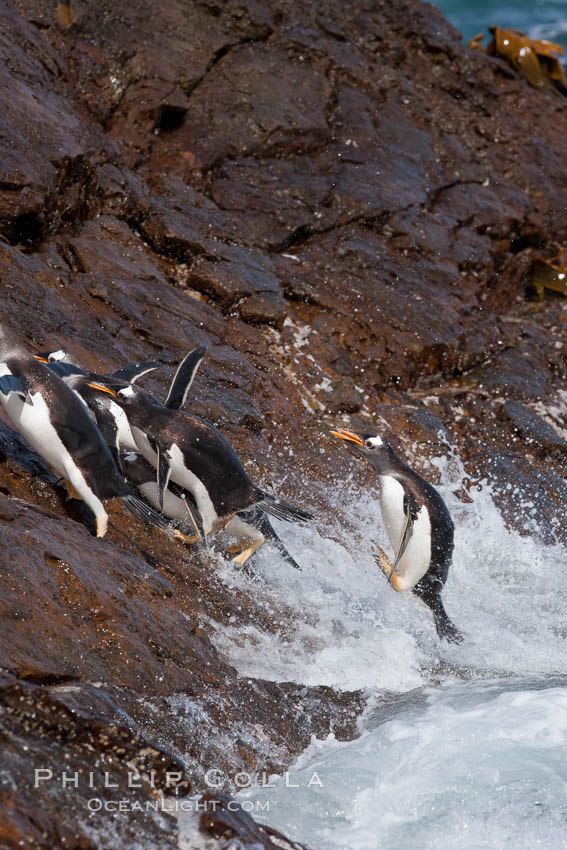 Gentoo penguins leap ashore, onto slippery rocks as they emerge from the ocean after foraging at sea for food. Steeple Jason Island, Falkland Islands, United Kingdom, Pygoscelis papua, natural history stock photograph, photo id 24198