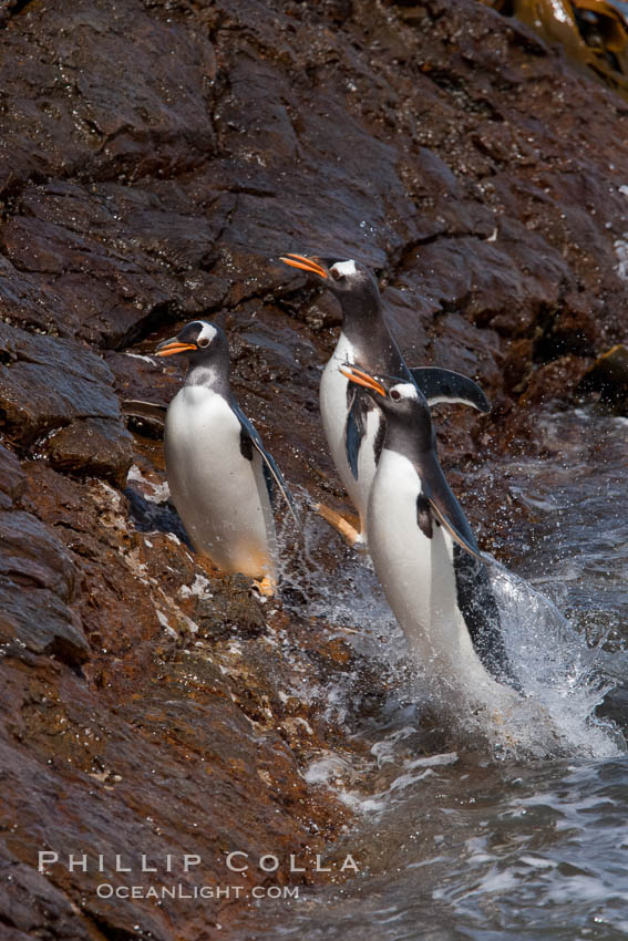 Gentoo penguins leap ashore, onto slippery rocks as they emerge from the ocean after foraging at sea for food., Pygoscelis papua, natural history stock photograph, photo id 24202
