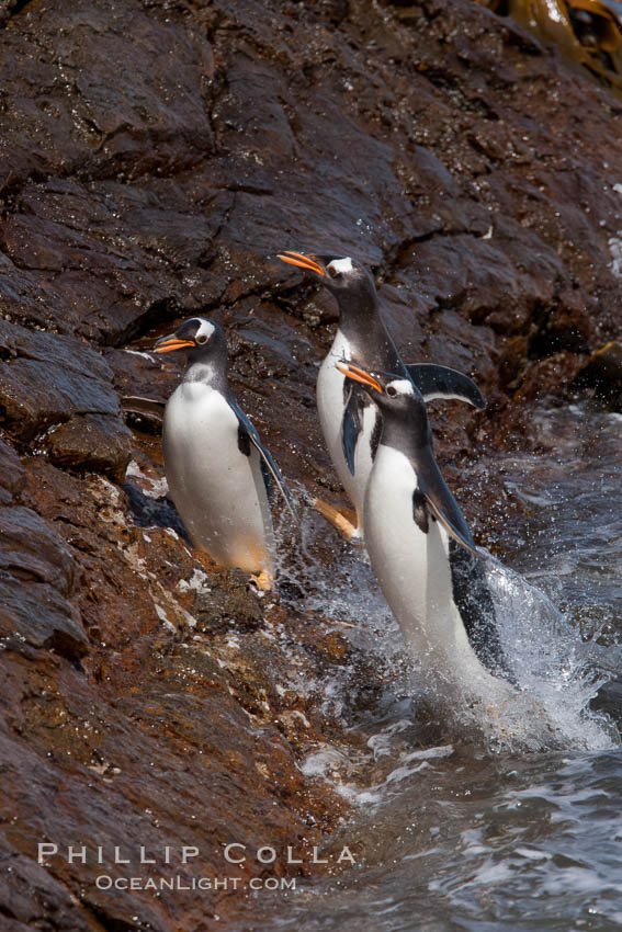 Gentoo penguins leap ashore, onto slippery rocks as they emerge from the ocean after foraging at sea for food. Steeple Jason Island, Falkland Islands, United Kingdom, Pygoscelis papua, natural history stock photograph, photo id 24202