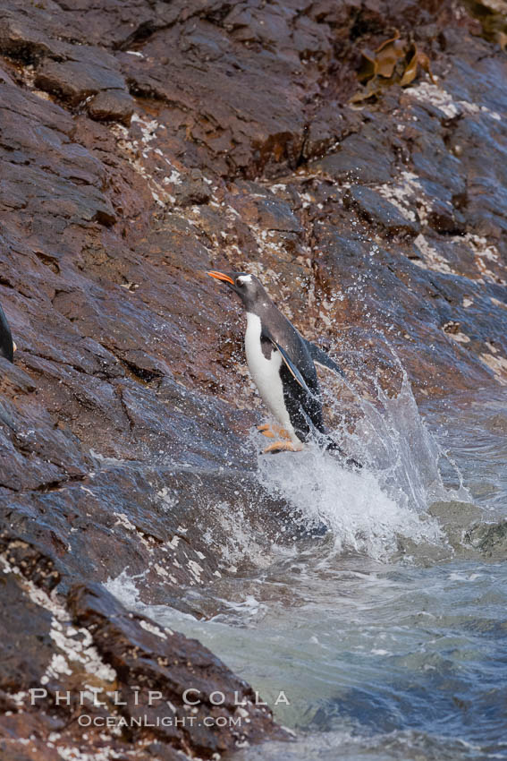 Gentoo penguins leap ashore, onto slippery rocks as they emerge from the ocean after foraging at sea for food. Steeple Jason Island, Falkland Islands, United Kingdom, Pygoscelis papua, natural history stock photograph, photo id 24188