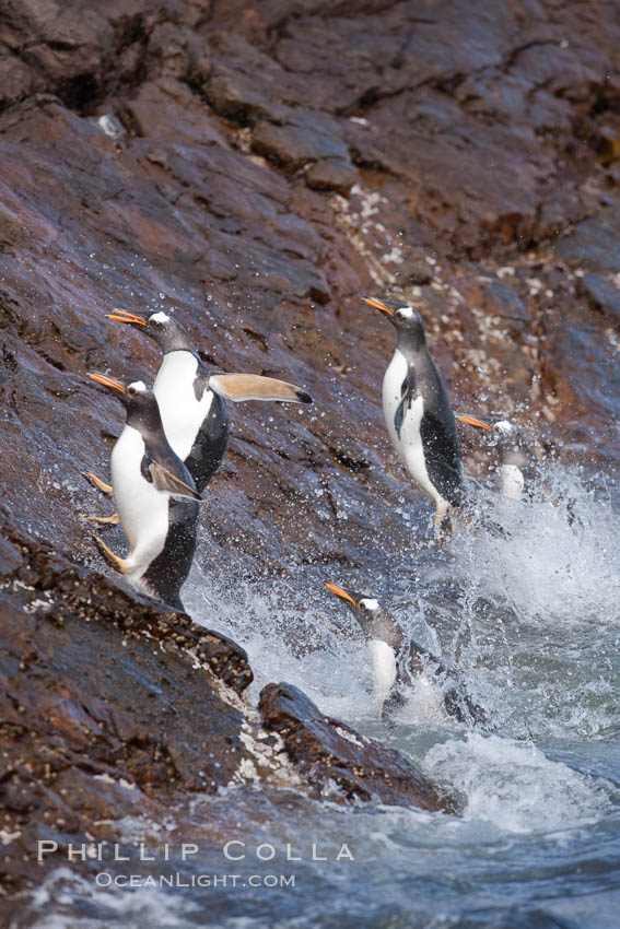 Gentoo penguins leap ashore, onto slippery rocks as they emerge from the ocean after foraging at sea for food. Steeple Jason Island, Falkland Islands, United Kingdom, Pygoscelis papua, natural history stock photograph, photo id 24192