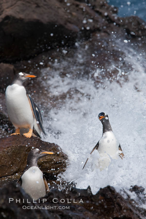 Gentoo penguins leap ashore, onto slippery rocks as they emerge from the ocean after foraging at sea for food. Steeple Jason Island, Falkland Islands, United Kingdom, Pygoscelis papua, natural history stock photograph, photo id 24204