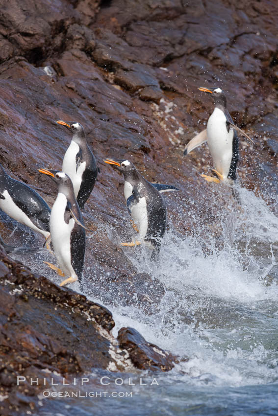 Gentoo penguins leap ashore, onto slippery rocks as they emerge from the ocean after foraging at sea for food., Pygoscelis papua, natural history stock photograph, photo id 24191