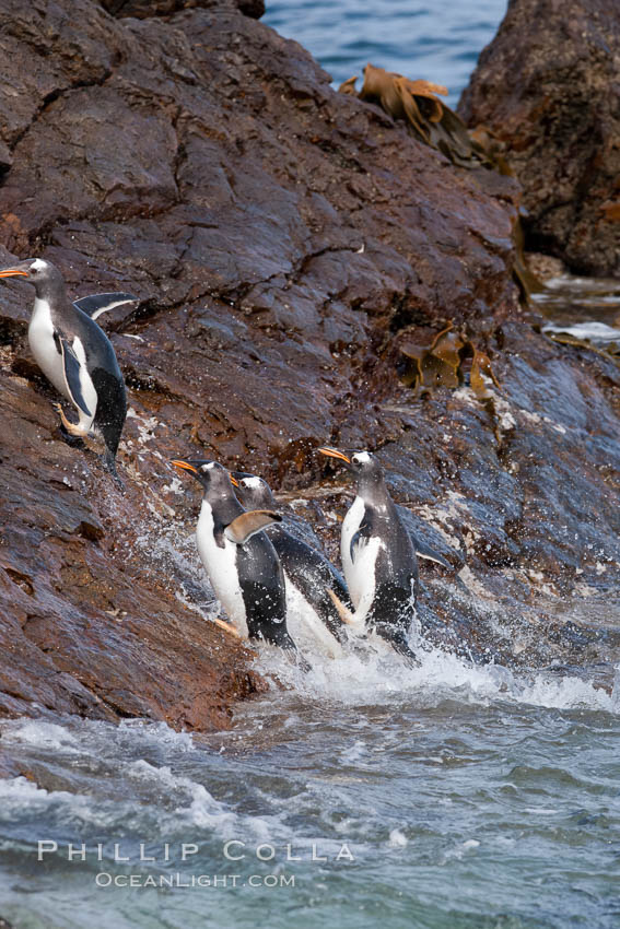Gentoo penguins leap ashore, onto slippery rocks as they emerge from the ocean after foraging at sea for food. Steeple Jason Island, Falkland Islands, United Kingdom, Pygoscelis papua, natural history stock photograph, photo id 24195