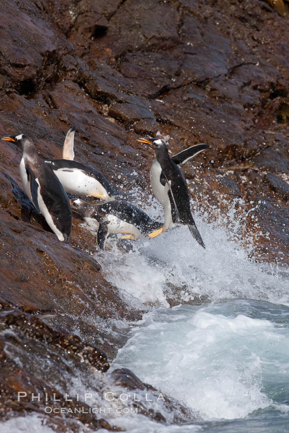 Gentoo penguins leap ashore, onto slippery rocks as they emerge from the ocean after foraging at sea for food. Steeple Jason Island, Falkland Islands, United Kingdom, Pygoscelis papua, natural history stock photograph, photo id 24199