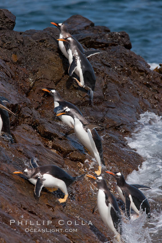 Gentoo penguins leap ashore, onto slippery rocks as they emerge from the ocean after foraging at sea for food., Pygoscelis papua, natural history stock photograph, photo id 24203