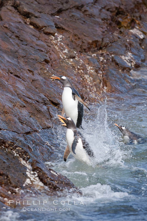 Gentoo penguins leap ashore, onto slippery rocks as they emerge from the ocean after foraging at sea for food. Steeple Jason Island, Falkland Islands, United Kingdom, Pygoscelis papua, natural history stock photograph, photo id 24193