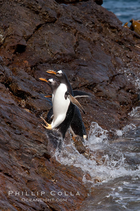Gentoo penguins leap ashore, onto slippery rocks as they emerge from the ocean after foraging at sea for food. Steeple Jason Island, Falkland Islands, United Kingdom, Pygoscelis papua, natural history stock photograph, photo id 24201