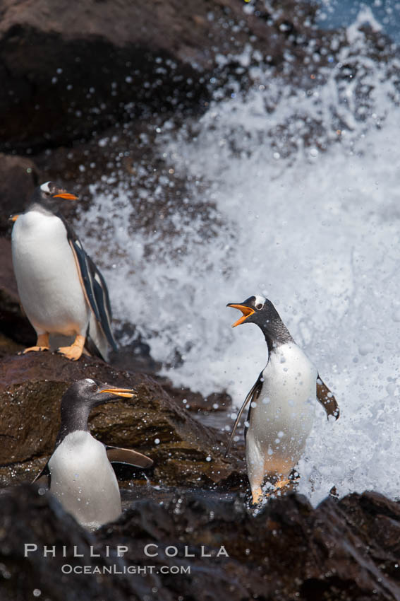 Gentoo penguins leap ashore, onto slippery rocks as they emerge from the ocean after foraging at sea for food., Pygoscelis papua, natural history stock photograph, photo id 24205