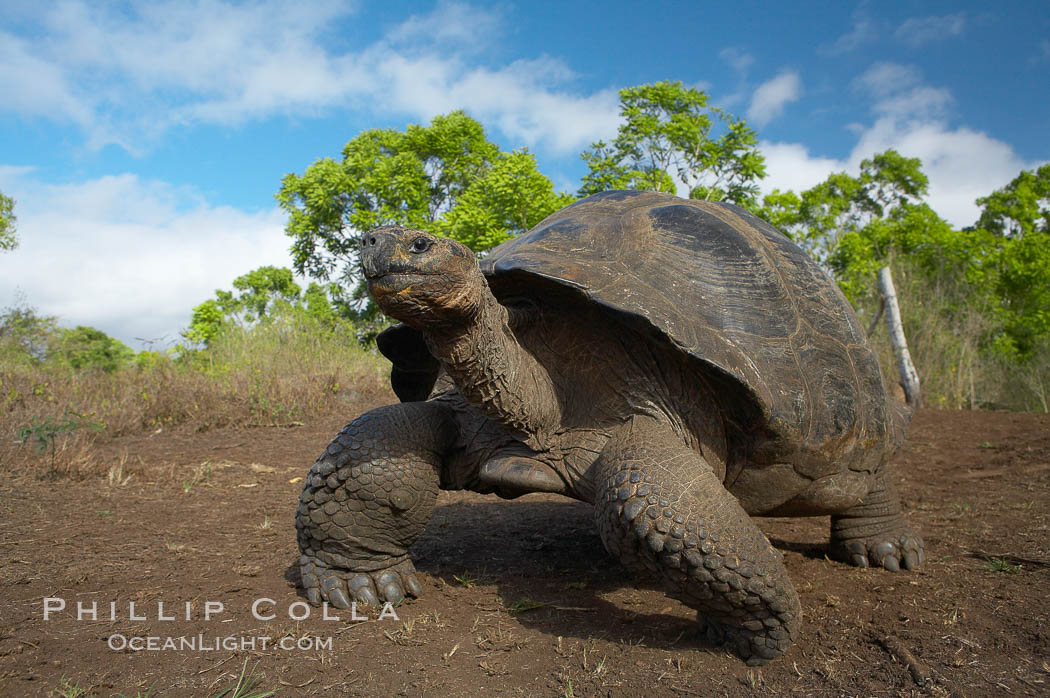 Galapagos tortoise, Santa Cruz Island species, highlands of Santa Cruz island. Galapagos Islands, Ecuador, Geochelone nigra, natural history stock photograph, photo id 16490