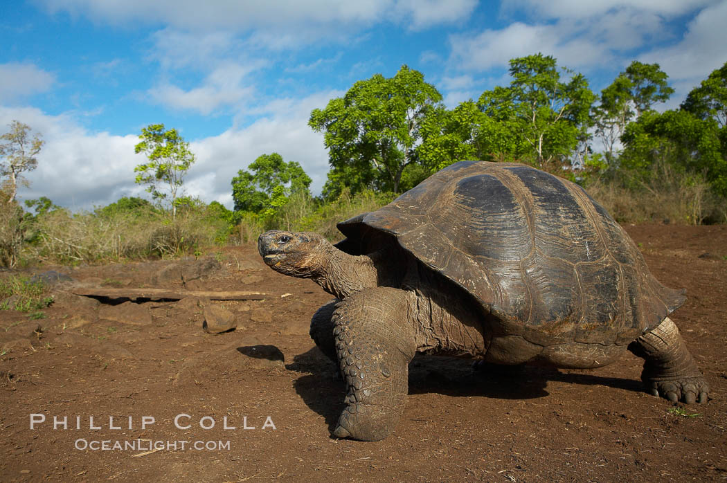 Galapagos tortoise, Santa Cruz Island species, highlands of Santa Cruz island. Galapagos Islands, Ecuador, Geochelone nigra, natural history stock photograph, photo id 16502