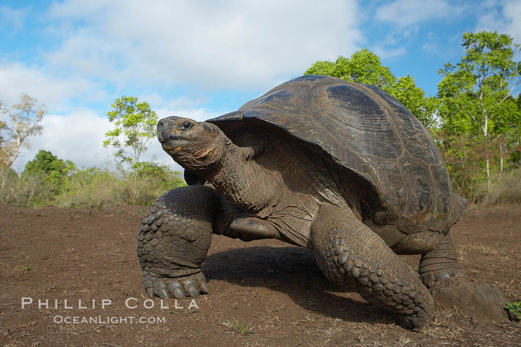 Galapagos tortoise, Santa Cruz Island species, highlands of Santa Cruz island. Galapagos Islands, Ecuador, Geochelone nigra, natural history stock photograph, photo id 16484