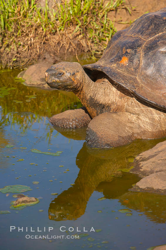 Galapagos tortoise, Santa Cruz Island species, highlands of Santa Cruz island. Galapagos Islands, Ecuador, Geochelone nigra, natural history stock photograph, photo id 16487