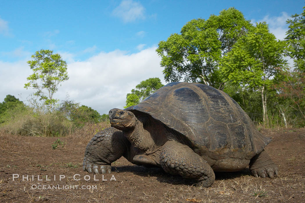 Galapagos tortoise, Santa Cruz Island species, highlands of Santa Cruz island. Galapagos Islands, Ecuador, Geochelone nigra, natural history stock photograph, photo id 16499