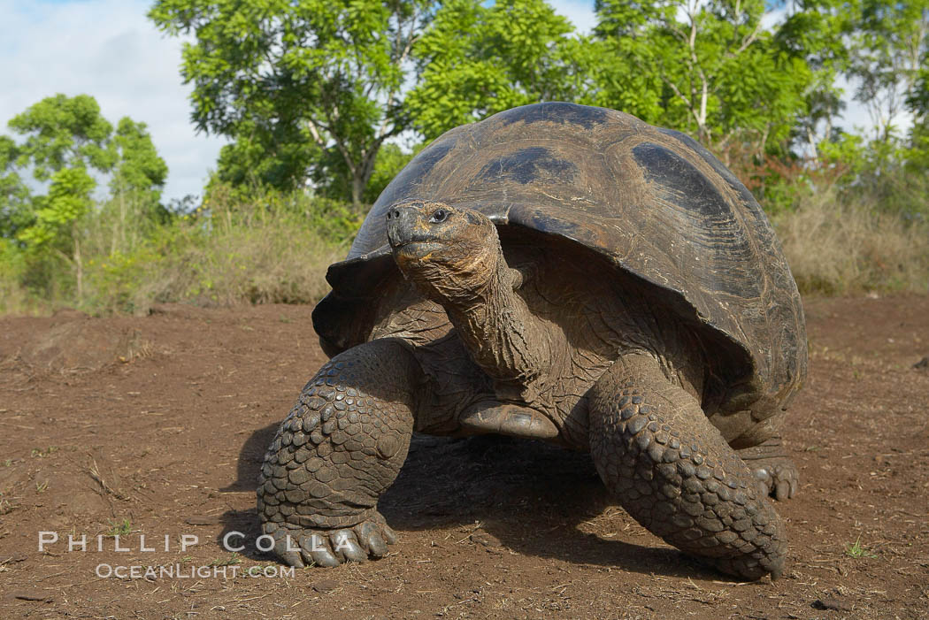 Galapagos tortoise, Santa Cruz Island species, highlands of Santa Cruz island. Galapagos Islands, Ecuador, Geochelone nigra, natural history stock photograph, photo id 16493