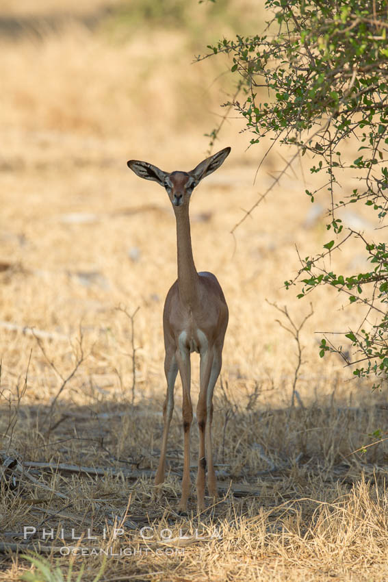 Gerenuk, Meru National Park, Kenya.  Female.  The Gerenuk is a long-necked antelope often called the giraffe-necked antelope., natural history stock photograph, photo id 29626