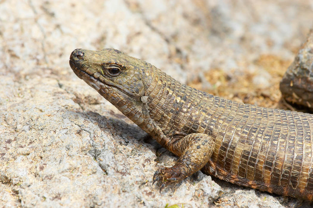 Giant plated lizard., Gerrhosaurus validus, natural history stock photograph, photo id 12559