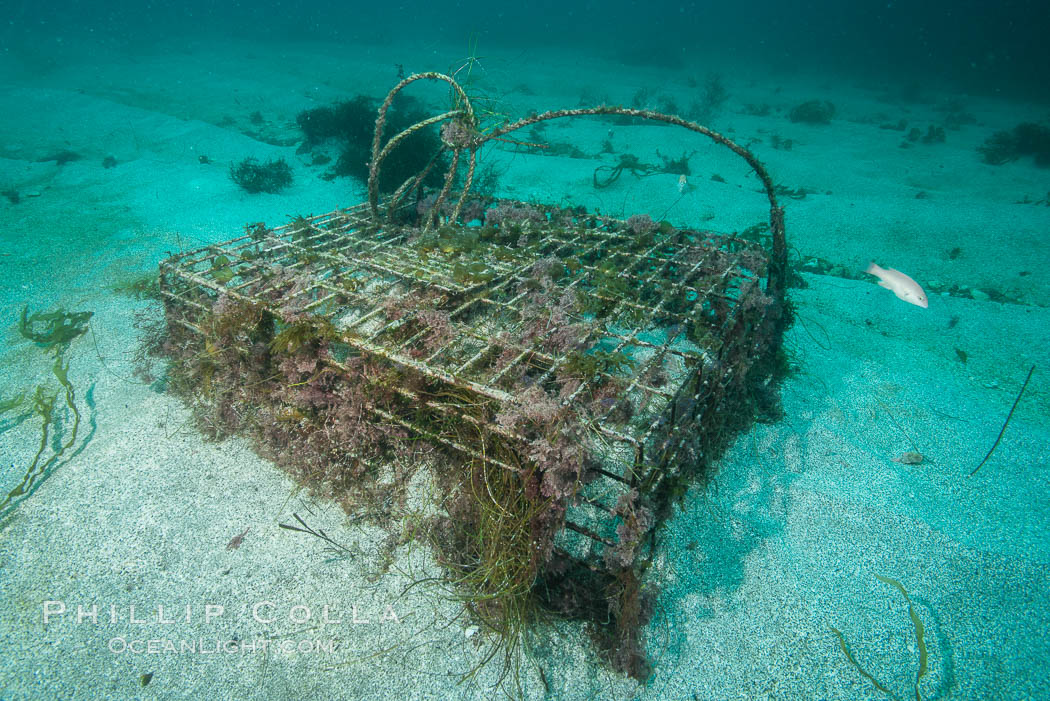 Ghost lobster trap, abandoned lobster trap, San Clemente Island. California, USA, natural history stock photograph, photo id 30872