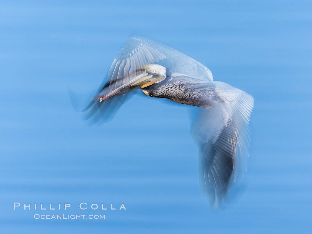 Ghost Pelican, flying in pre-dawn light, over the ocean, La Jolla, California