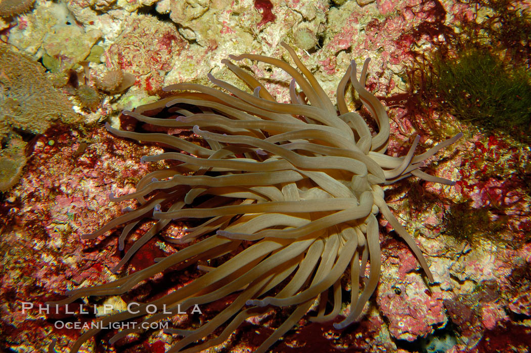 Giant anemone., Condylactis gigantea, natural history stock photograph, photo id 09469