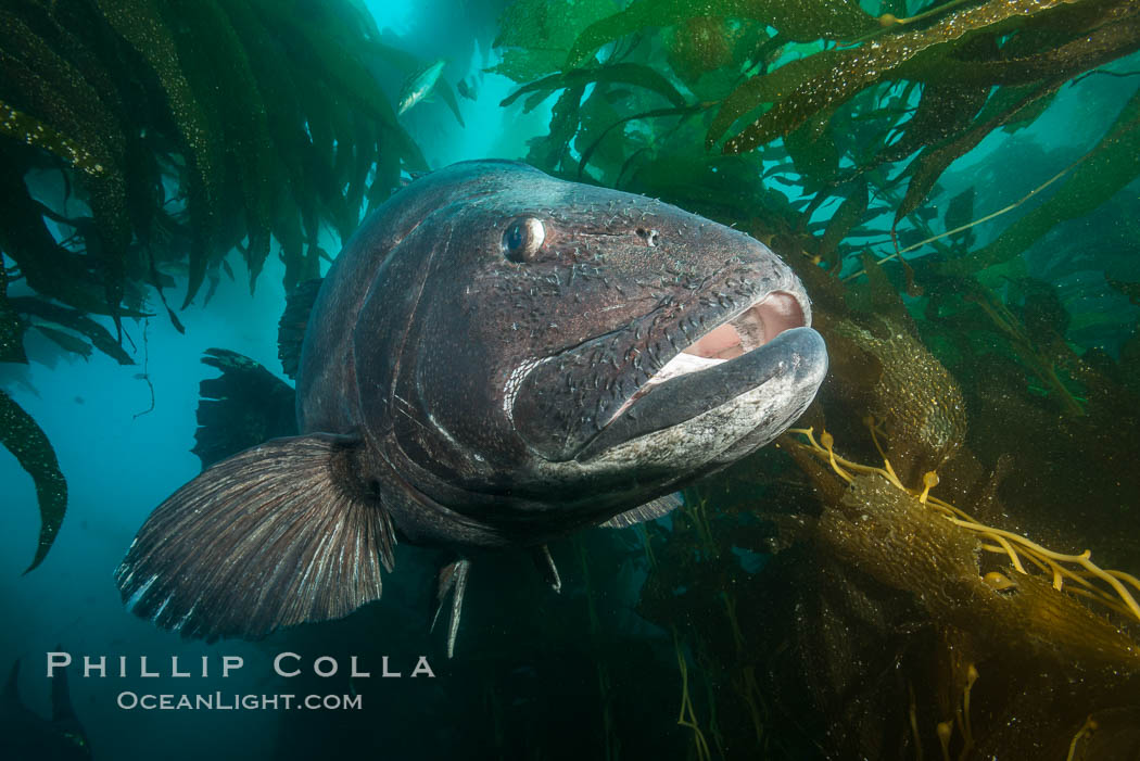Giant black sea bass, endangered species, reaching up to 8' in length and 500 lbs, amid giant kelp forest. Catalina Island, California, USA, Stereolepis gigas, natural history stock photograph, photo id 33386