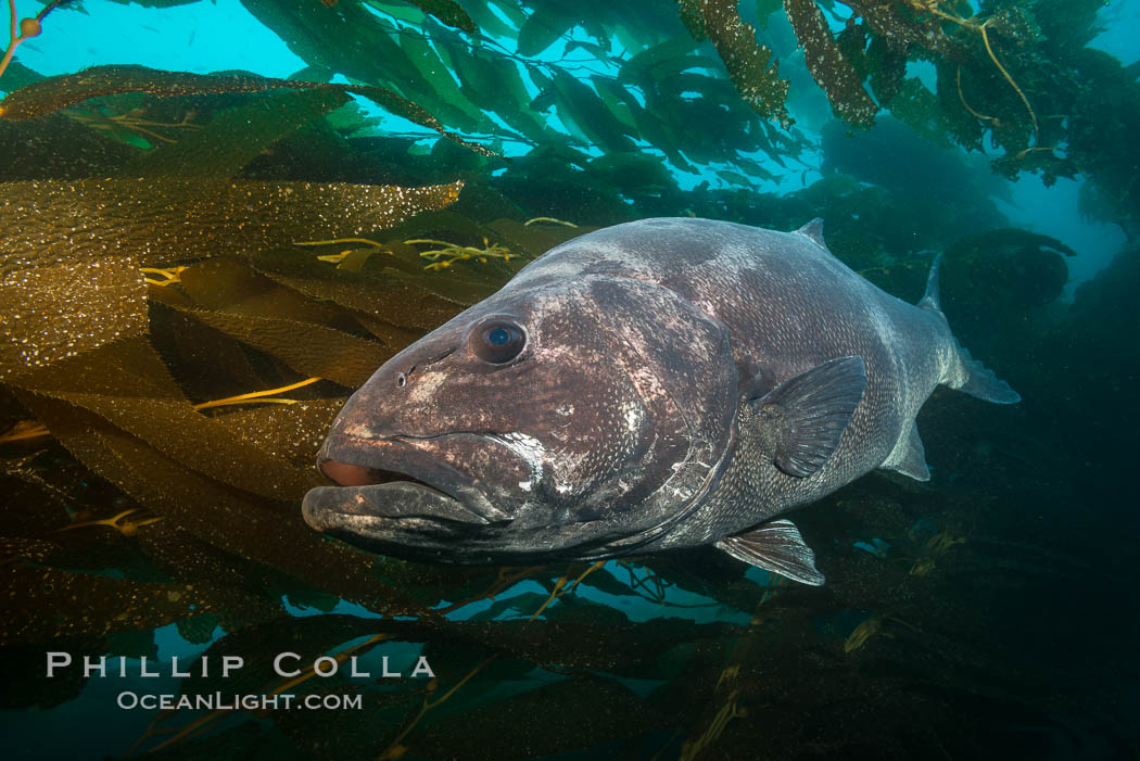 Giant black sea bass, endangered species, reaching up to 8' in length and 500 lbs, amid giant kelp forest. Catalina Island, California, USA, Stereolepis gigas, natural history stock photograph, photo id 33422