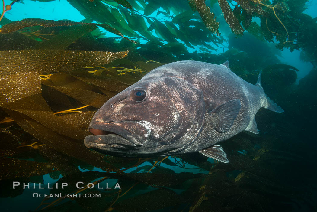 Giant black sea bass, endangered species, reaching up to 8' in length and 500 lbs, amid giant kelp forest. Catalina Island, California, USA, Stereolepis gigas, natural history stock photograph, photo id 33422