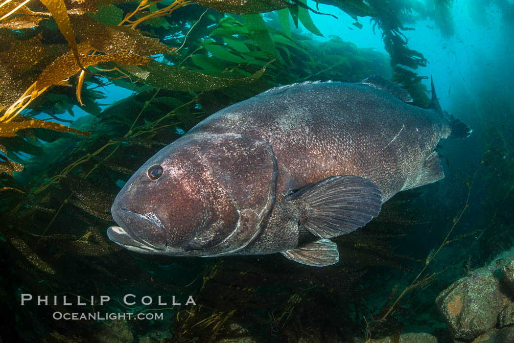Giant black sea bass, endangered species, reaching up to 8' in length and 500 lbs, amid giant kelp forest. Catalina Island, California, USA, Stereolepis gigas, natural history stock photograph, photo id 33380