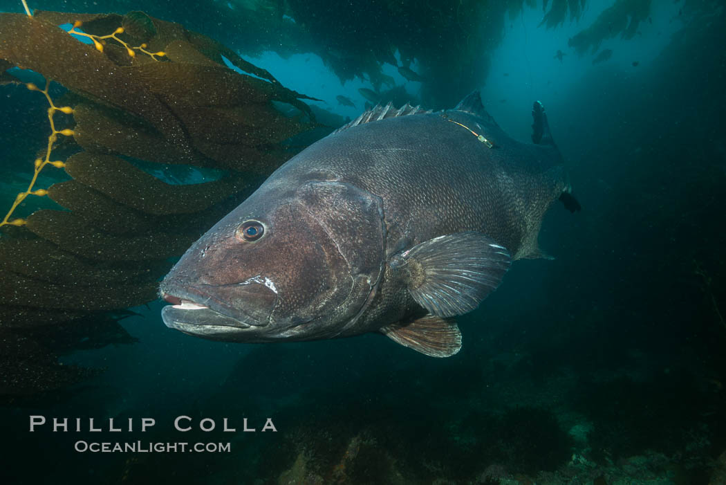 Giant black sea bass with research tag, endangered species, reaching up to 8' in length and 500 lbs, amid giant kelp forest. Catalina Island, California, USA, Stereolepis gigas, natural history stock photograph, photo id 33392