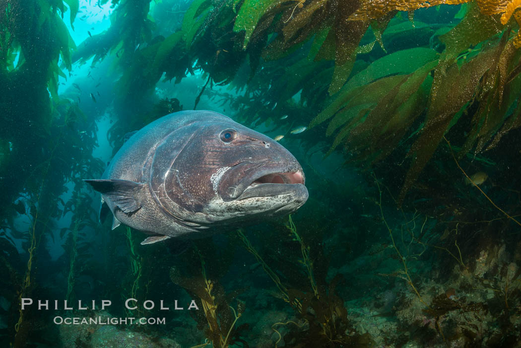 Giant black sea bass, endangered species, reaching up to 8' in length and 500 lbs, amid giant kelp forest. Catalina Island, California, USA, Stereolepis gigas, natural history stock photograph, photo id 33400