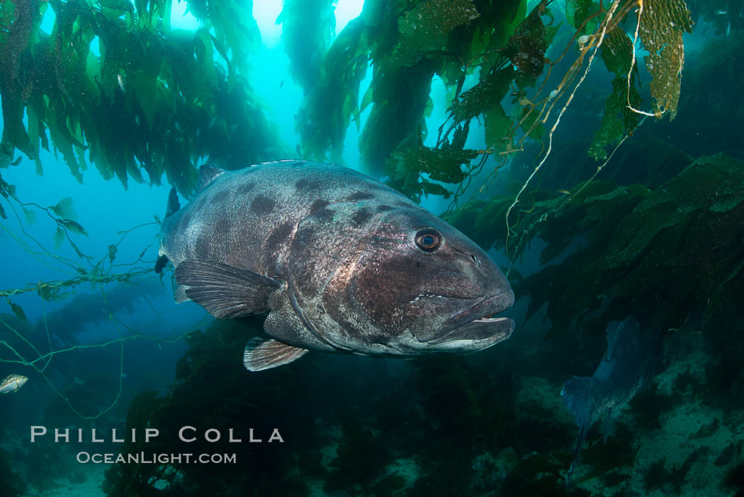 Giant black sea bass, endangered species, reaching up to 8' in length and 500 lbs, amid giant kelp forest. Catalina Island, California, USA, Stereolepis gigas, natural history stock photograph, photo id 33408