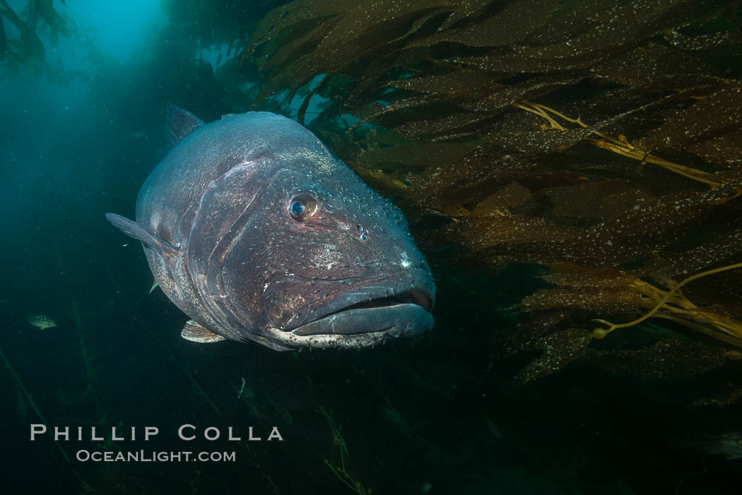 Giant Black Sea Bass, Catalina Island, Stereolepis gigas, California